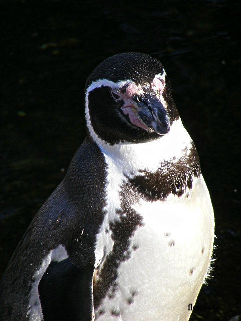 © flemming rasmussen - Penguin