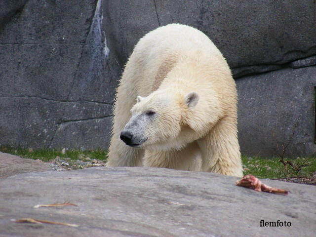 © flemming rasmussen - Polar bear