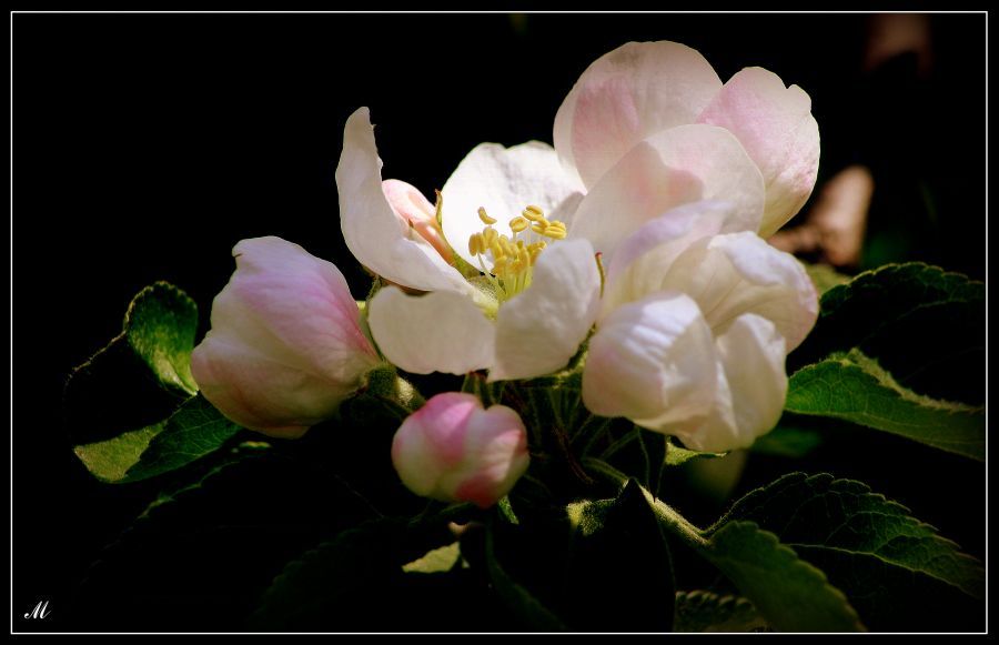 © Michaela - Paradise apple flowers