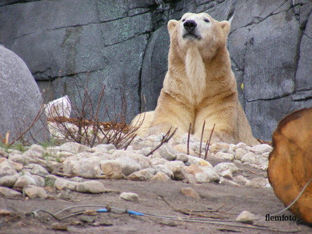 © flemming rasmussen - Polar bear