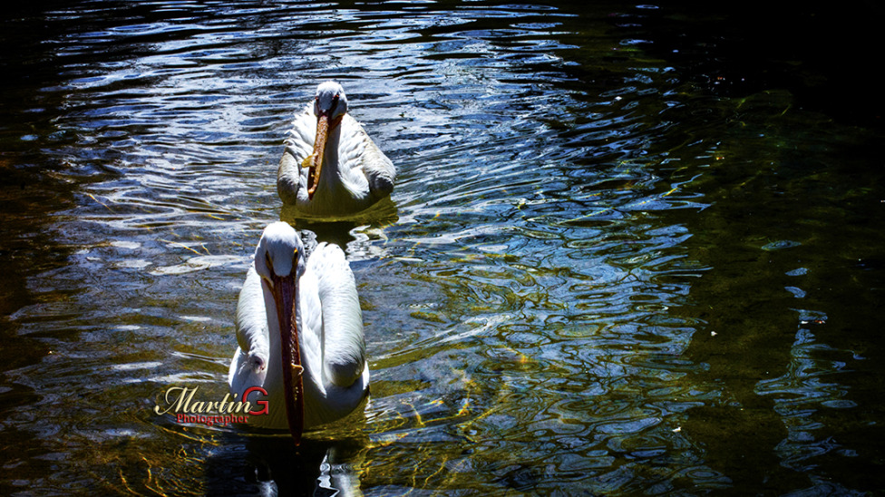 © MartinG Photographer - Pelicans