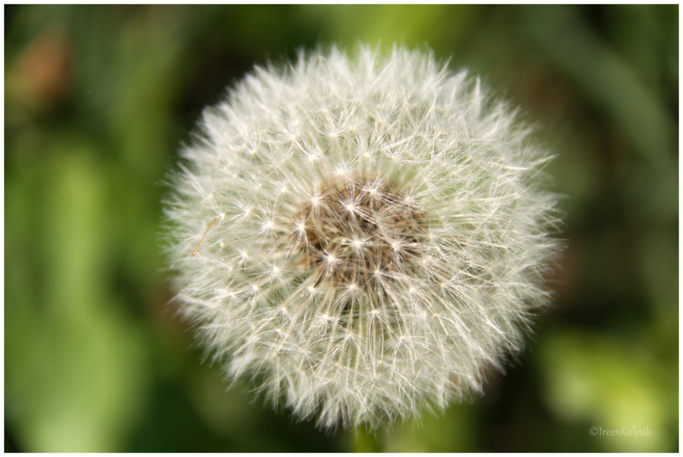 © Ireen Kolpak - Dandelion