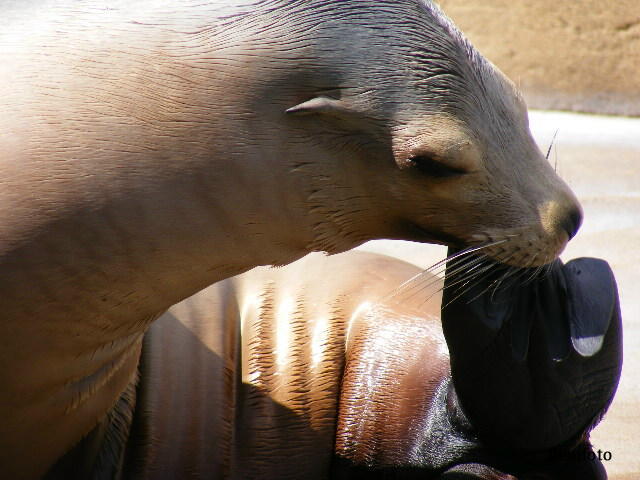 © flemming rasmussen - Sea lion