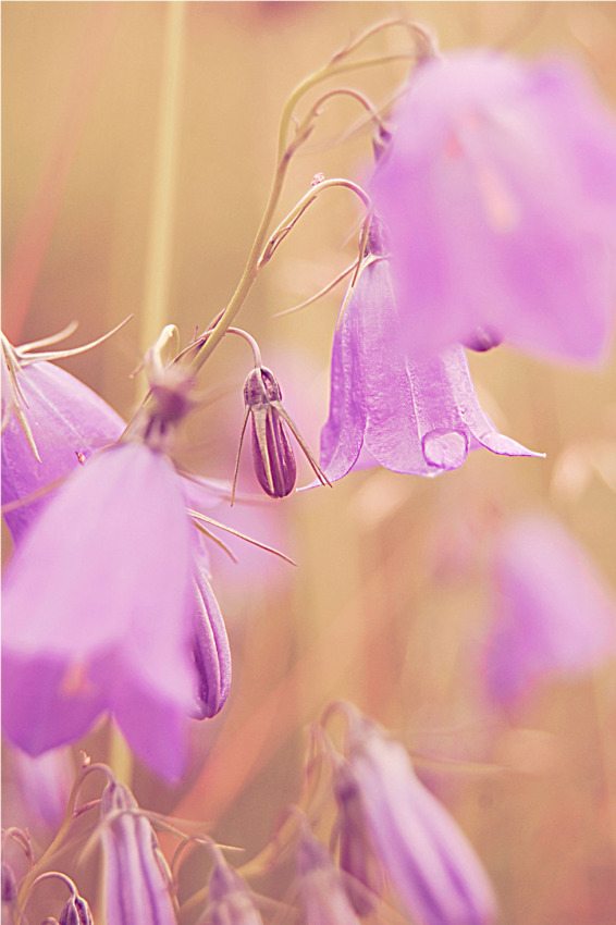 © Virginia Radulescu - drop reed