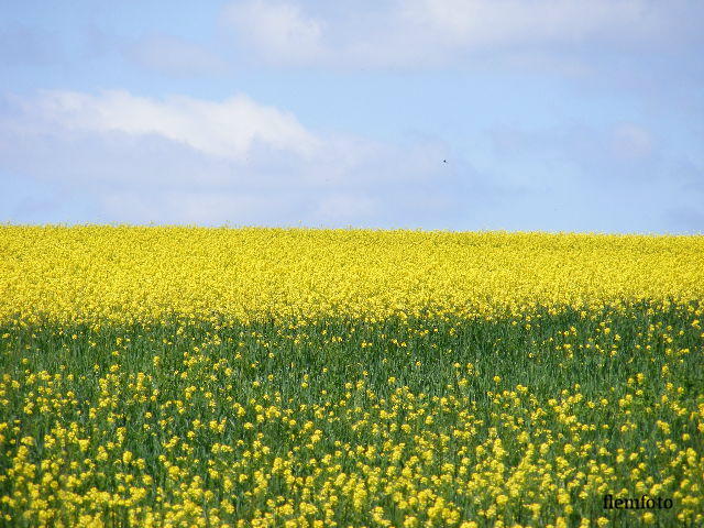 © flemming rasmussen - Landscape