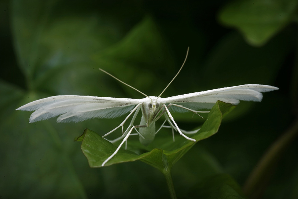 © Henning Si Nielsen - WF