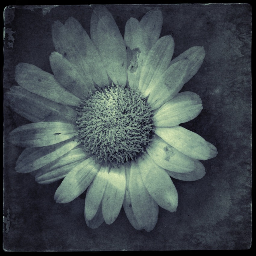 © Jean-Francois Dupuis - Daisy