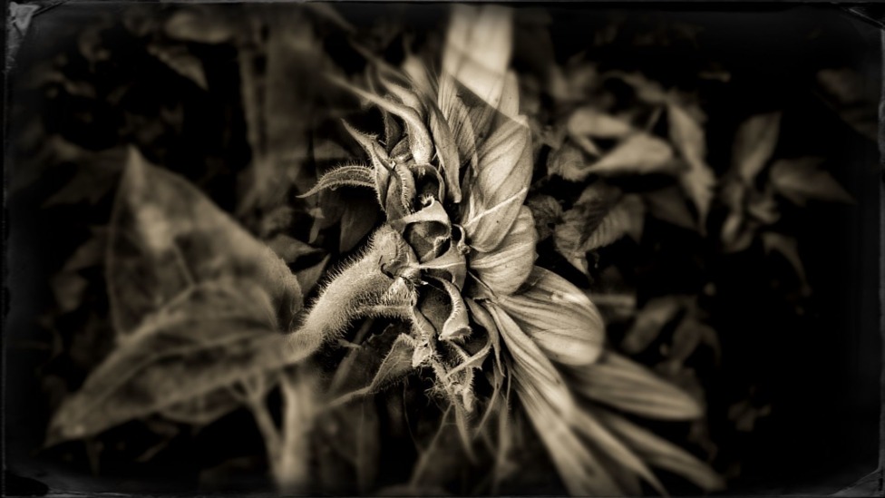 © Jean-Francois Dupuis - Sunflower