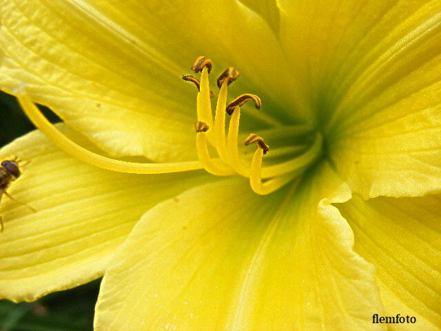 © flemming rasmussen - Summer flower