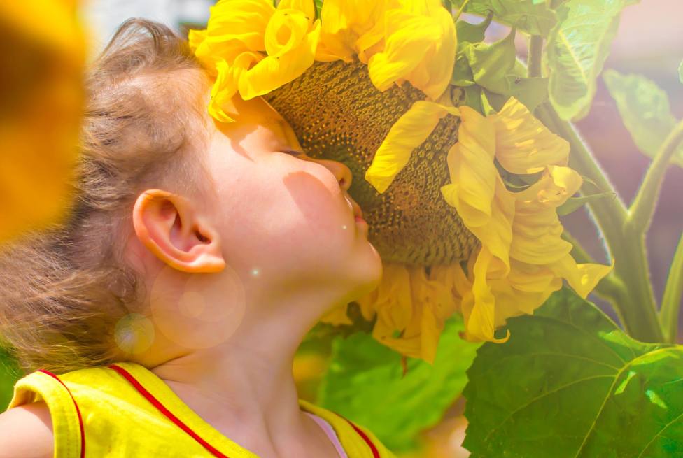 © Hamlet Hayrapetyan - sunflower