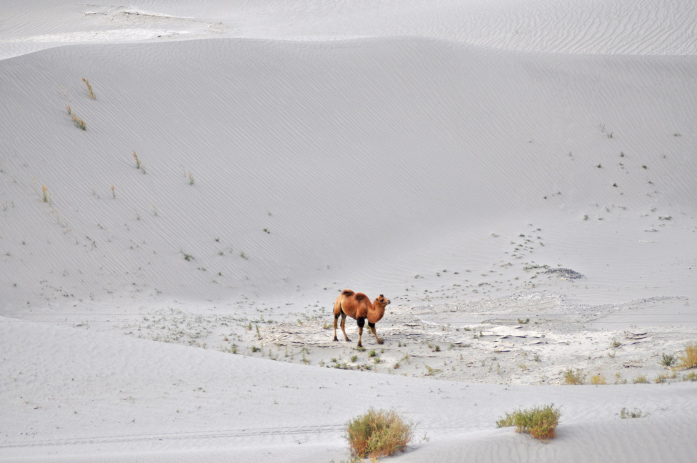 © Susheel Pandey - Double Hump Camel