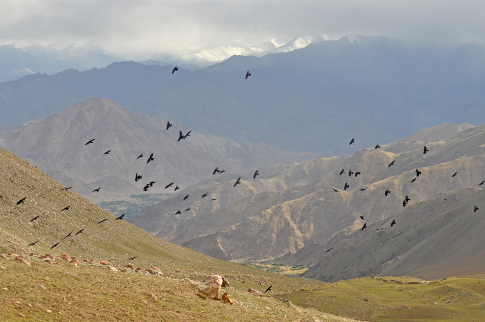 © Susheel Pandey - Freedom