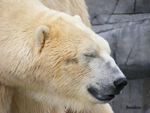 © flemming rasmussen - Polar bear