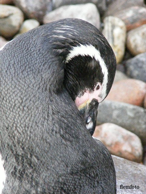 © flemming rasmussen - Penguin