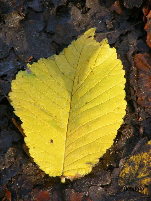 © flemming rasmussen - Autumn