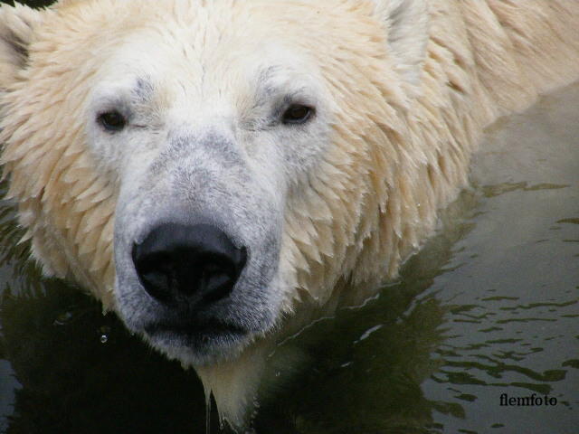 © flemming rasmussen - Polar bear