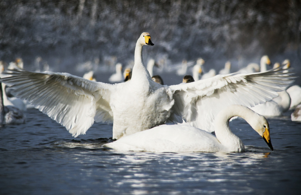 © Nikita Nikitenko - Swan Lake