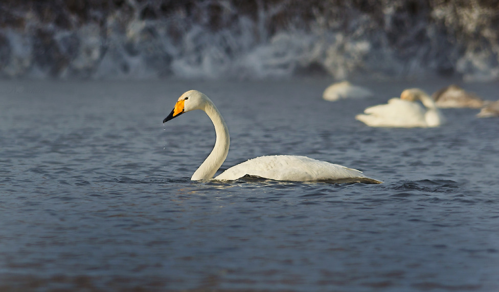 © Nikita Nikitenko - Lebly