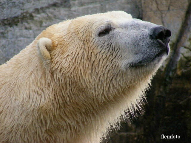 © flemming rasmussen - Polar bear