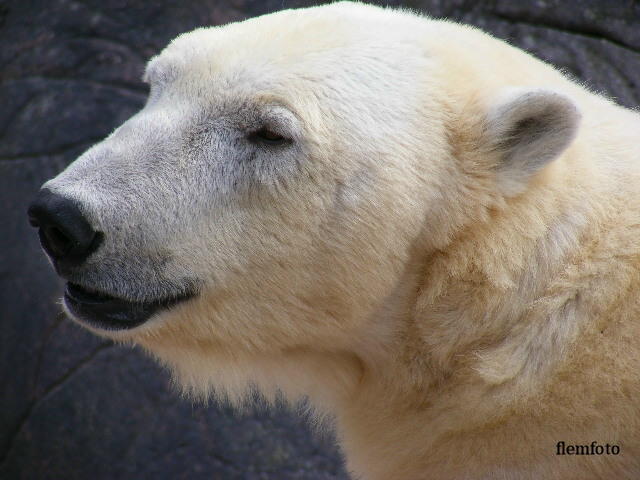 © flemming rasmussen - Polar bear