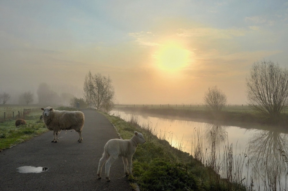 © johny hemelsoen - Morning to the Fintele.