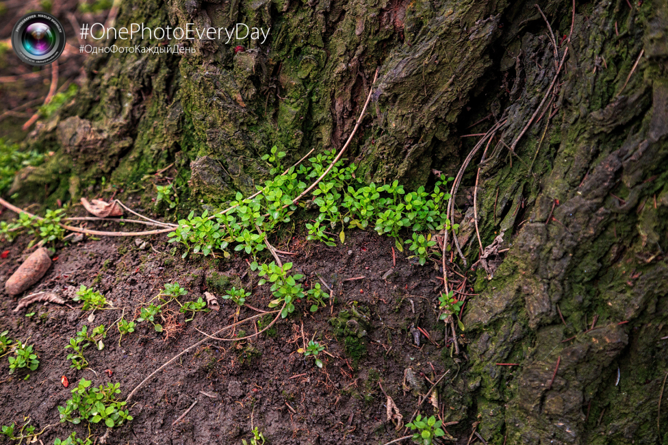 © Nikolay Shumilov - Grass and roots