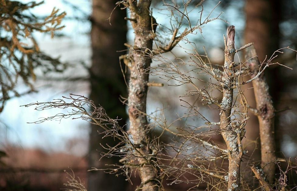 © Katerina Chichina - In the quiet wood