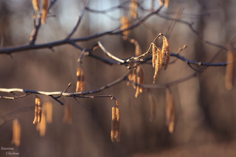 © Katerina Chichina - Spring is on its way