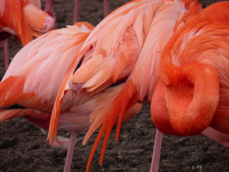 © flemming rasmussen - Big bird