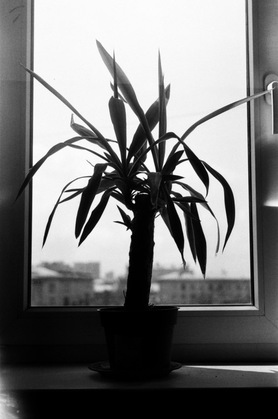 © Zen Snake - The Plant